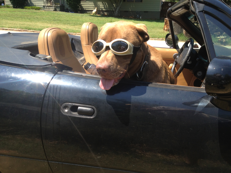 Illustration for article titled The Ten Best Cars For Dog Owners